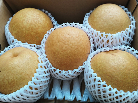 【冬のギフトにも♪】鳥取県産　王秋　梨　約3～3.3kg