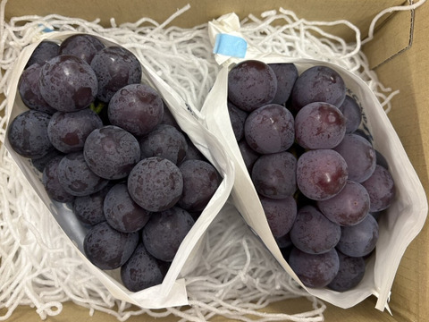 牧丘ブランドの巨峰！　1kg（2～3房）旬の果物