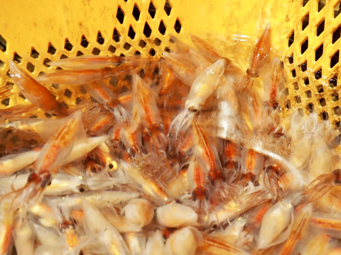 新鮮朝獲れ！獲れたて鮮度を即直送！！《富山湾》🦑生ほたるいか🦑3パック