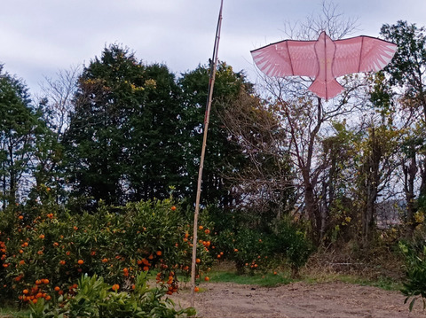 糖度・酸度のバランスの良い温州みかん　C 4.5kg