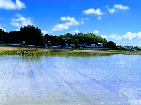 令和6年産 元気つくし 玄米10Kg 【福岡の農家直送】：福岡県産