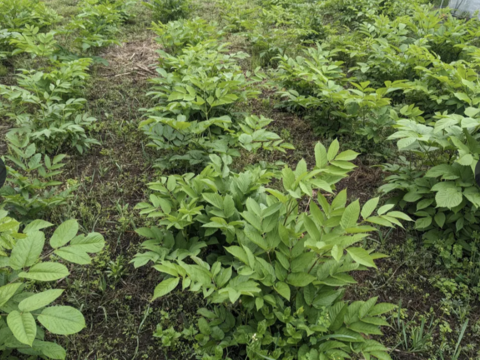【天ぷらサイコー】山ウドの新芽とタラの芽の新葉