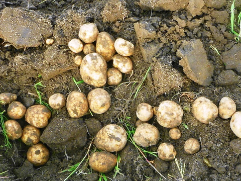 ほっくほく！＊＊男爵4k～農薬/化学肥料・不使用