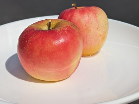 【加工用】シナノプッチ 約2.5kg(7-16玉)  9月中旬頃発送開始予定 長野生まれのプッチなりんご#NAP0K025