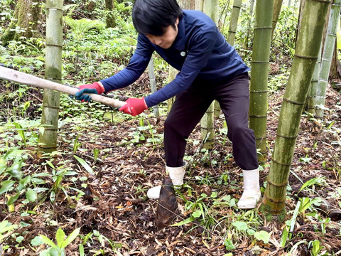 【山形県庄内産】天然・孟宗筍（2kg）孟宗竹のタケノコ・たけのこ・竹の子 - 山形県酒田市八幡地域の里山・大沢産の山菜