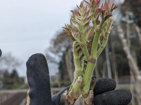 【天ぷらサイコー】タラの芽とウドの新芽※只今クール代サービス！150g