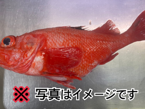 【知床らうす直送】超特大キンキ 1尾 700g 神経締め物