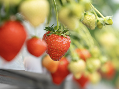 ✨️🏆[全国いちご品評会銀賞]🍓✨️奈良ブランド苺「古都華と旬のいちごの食べ比べ」【ギフト対応可】