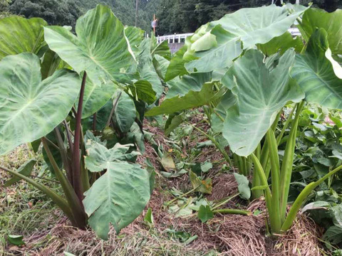 【自然栽培】在来種の里芋 大野在来（大野芋） 2kg