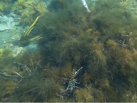 もずく　一度食べてみて下さい‼️⭐️感動する美味さです⭐️青森県　津軽海峡産　500g 
モズク