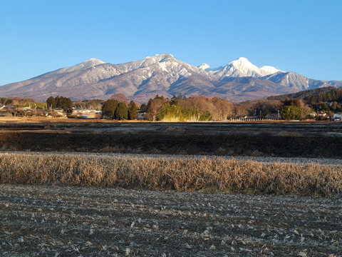 太陽の陽をたくさん浴びた西洋梨　シルバーベル　３ｋｇ　高原の果樹園で育て、西洋梨の中では一番大きく、寒くなるほど美味しい西洋梨です