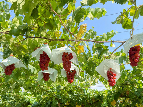 ☆希少品種食べ比べ　粒☆
☆サンシャインレッド、富士の輝、スカーレット、クイーンニーナ、マスカ・サーティーン、マイハート、シャインマスカット、マスカットノワールなど
☆発送期間：9月20日～9月27日