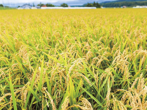 岐阜のお米 ハツシモ  
令和7年産  白米 10キロ 🍚