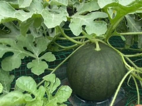 【自然栽培🍀固定種🍉黒小玉スイカ】１〜２kg（冷蔵庫に入る大きさ）シャリっと甘くてジューシー（１個）