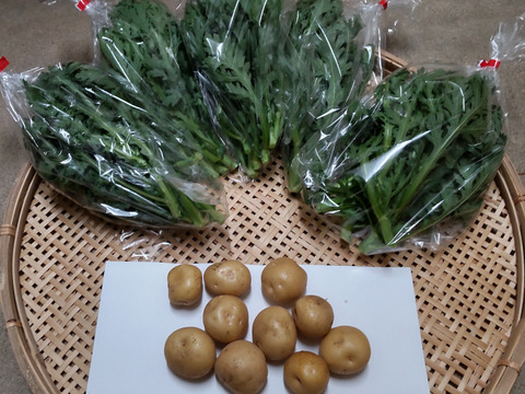 春菊、ミニジャガイモの野菜セット（肥料、農薬使わず）