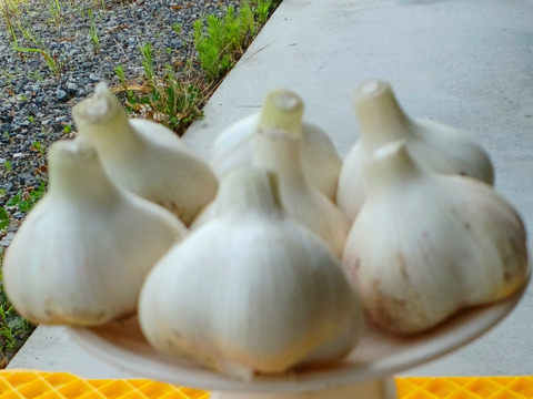 楽しい食卓！カラフル野菜セット6品目～農薬/化学肥料・不使用