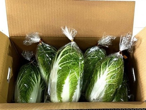 有機肥料で納豆菌栽培　食べきりサイズの白菜サイズ４
個入り（沖縄・離島地区以外）