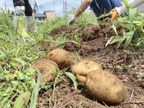 【自然栽培🍀80サイズ】朝採り新鮮！旬菜セットM（３〜５人様向け）