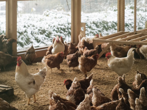 【冬ギフト】『西粟倉村育ちの平飼い有精卵40個トレー』　未利用資源の循環養鶏