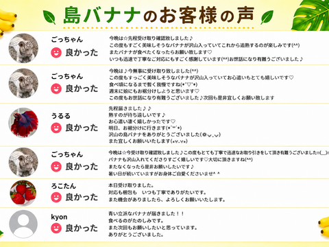 石垣島直送！「島バナナ」栽培期間中農薬不使用 1kg