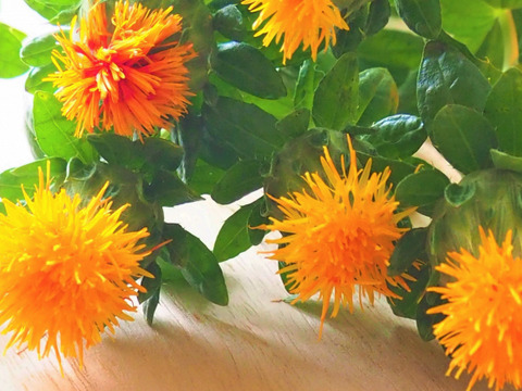 【12本】ベニバナ　〜紅色染料や食用油の原料として有名〜ドライフラワーにも。