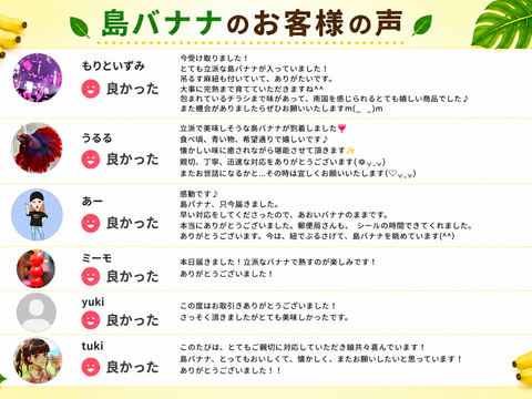 石垣島直送！「島バナナ」栽培期間中農薬不使用 1kg