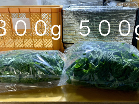 訳あり！バジル農家の採れたて生バジル　５００g