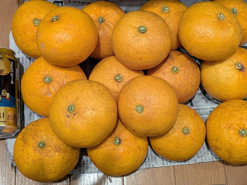 【規格外】マーマレード用『甘夏みかん』風袋込み2kg【農薬・肥料・除草剤不使用】B級品