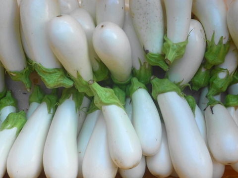 白と黒の力！白なす3個＆黒シシトウ500ｇ～農薬/化学肥料・不使用