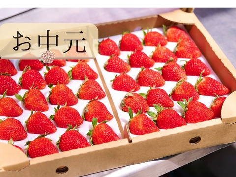 【お中元】朝どれ新鮮夏イチゴ「長野県産」濃厚な味わいのサマーリリカル