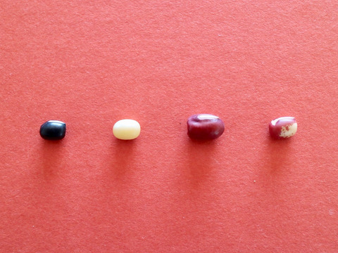 【４種類の小豆セット】小豆は赤色だけじゃないの！？（黒小豆、丹波白小豆、丹波大納言小豆、花嫁小豆）