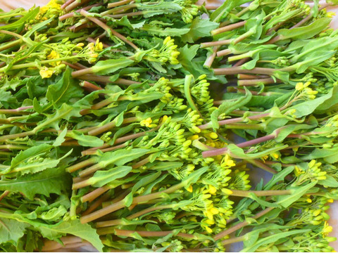 天然＊グリ－ンパワー！ヨモギ300ｇ＆菜花のつぼみ500ｇ～農薬/化学肥料・不使用