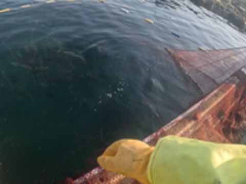 今が旬！！青森県産　ヤリイカ　約２kg