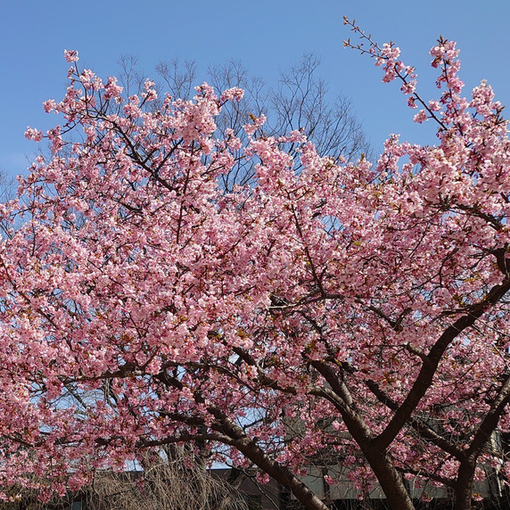 齋藤 農園