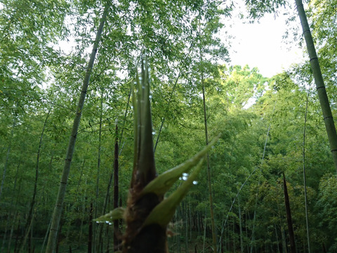 【自然栽培】京都　山城のたけのこ（3ｋｇ）