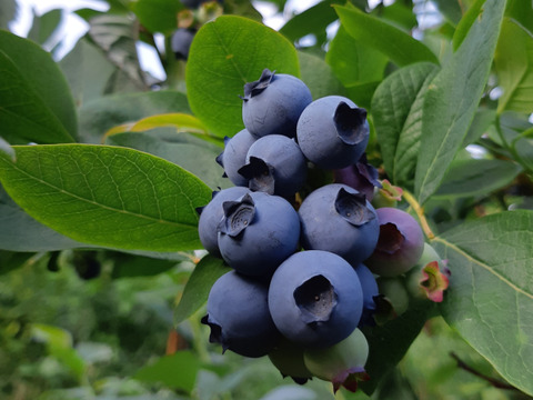 即決　フレッシュ ブルーベリー500g+200g