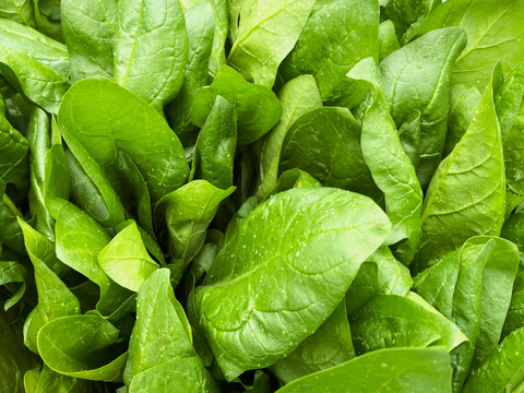 坂東農研ホウレンソウ(3kg)