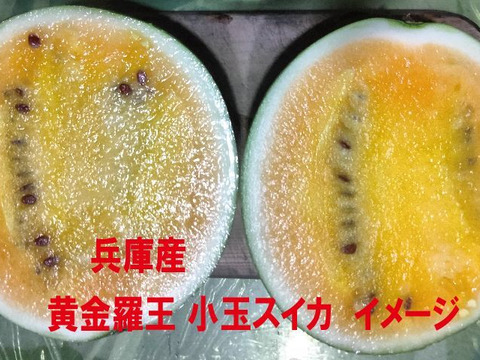 兵庫産 黄金羅王　TVで大人気　小玉スイカ1玉　ご家庭用②