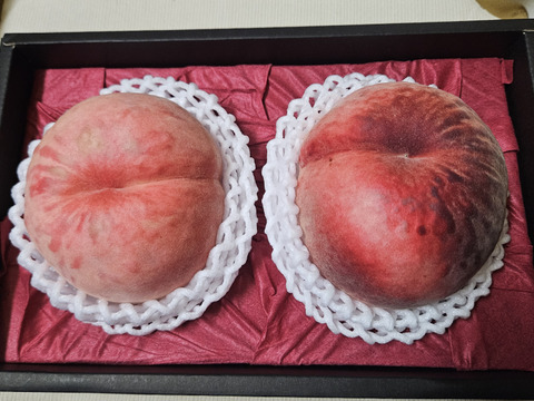 【桃の予約】硬い桃ファンに贈る"おどろき"特大2玉化粧箱入り　ギフト・贈答用に【8月上旬～8月中旬お届け予定】