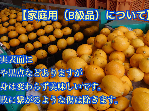 完熟 平戸島レモン
家庭用（B級品） 5キロ【長崎県平戸島産】