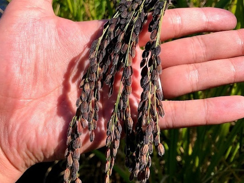 【農薬・肥料不使用】自然栽培古代米の緑米1.2kg【もち精米】【令和5年産】