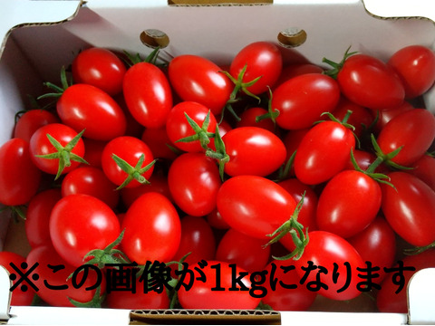 ※訳あり※北海道仁木町産ミニトマト【アイコ】1.2kg