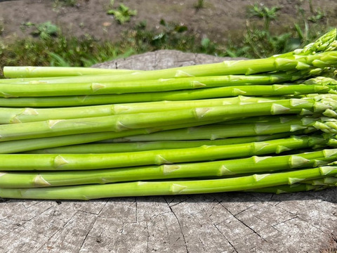 すっきりした味わい！夏のアスパラガス１kg