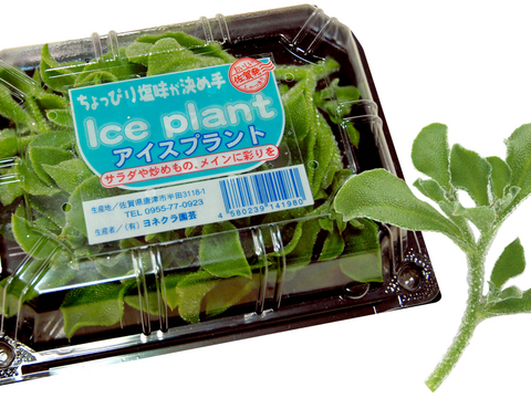 【投稿CP商品】（70g×12パック）【プチっと食感／ほんのり塩味】アイスプラント