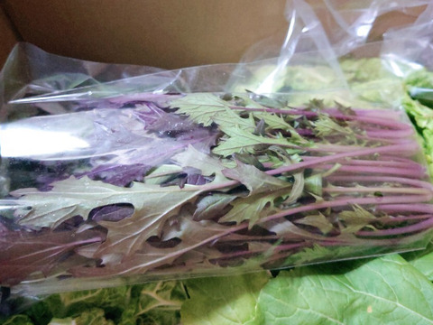 京の冬野菜セット【漢方栽培】
