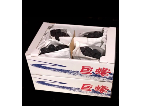 【夏ギフト】【先行予約受付中】旬のぶどう/種無し巨峰　令和6年出荷　紙包み　2箱