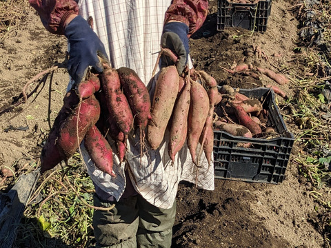 ねっとり甘い！さつまいも（紅はるか+シルクスイート）1.8キロ 【茨城県産】