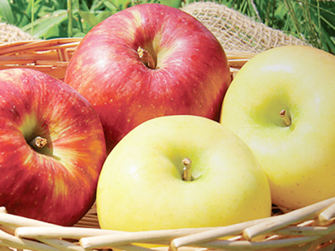 完売】りんごおまかせ詰め合わせ 家庭用 4.5kg (12～24個)：青森県産の