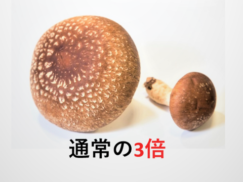 美味しい！肉厚！大きい！　奥出雲椎茸『雲太』秀品15玉箱入