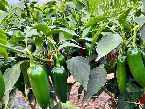 旨辛ピリッ！🌶刺激と香りの最強コンビ🔥ハラペーニョ❌ジャンボにんにくセット🧄自家製サルサ・タコス・BBQにぴったり🌮